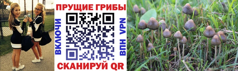 Псилоцибиновые грибы Psilocybe Котовск